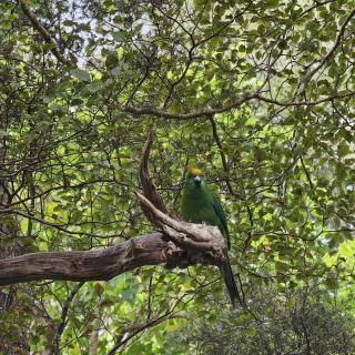 The kakriki karaka is the second most endangered bird in New Zealand