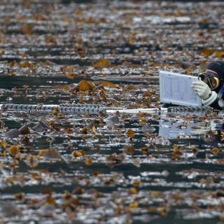 Brian Timmer wears a SCUBA suit while swimming surrounded by kelp.