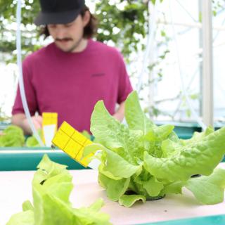 Tyler Worthing works in the greenhouse near lettuce plants.