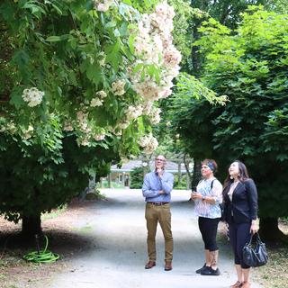 Geoff Ball, Executive Director of Milner Gardens & Woodland, and Communities in Bloom Judges Leslie Cornell and Tina Liu look up at blossoms during the tour.