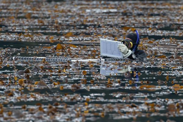 Brian Timmer wears a SCUBA suit while swimming surrounded by kelp.