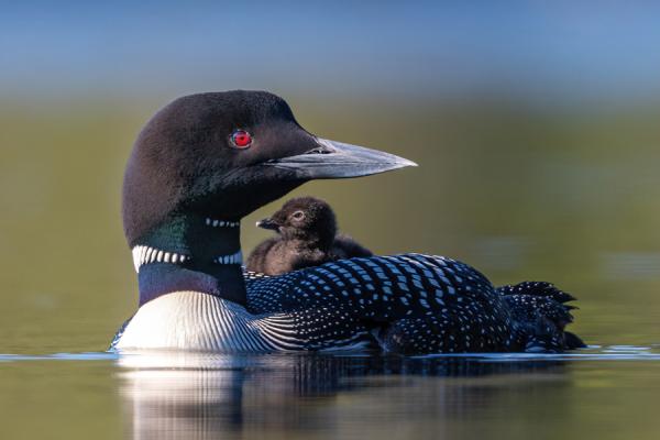 A common loon swimming in a lake with a chick riding on its back.