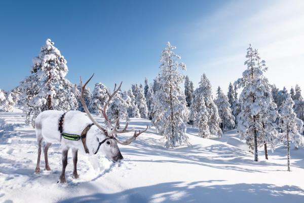 An animal with a rack on its head in a snowy landscape