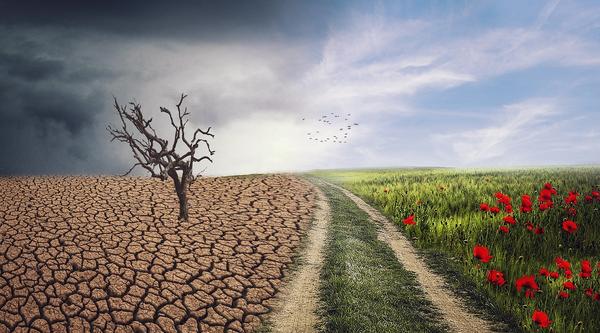 Picture of a landscape scene with one half a dried-up desert and the other half a grassy, flower meadow