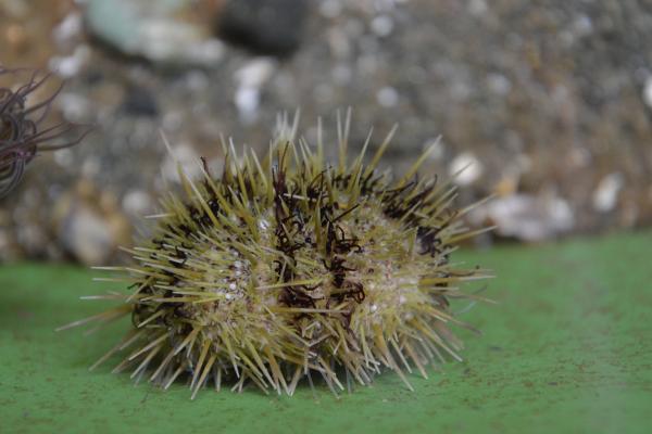 A sea urchin with brown stripes and green spikes.