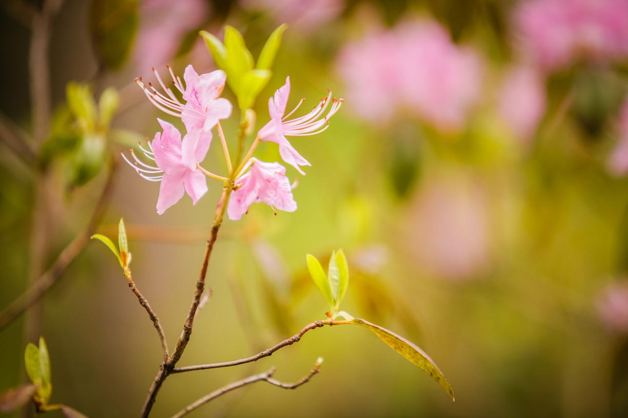 A pink flower.