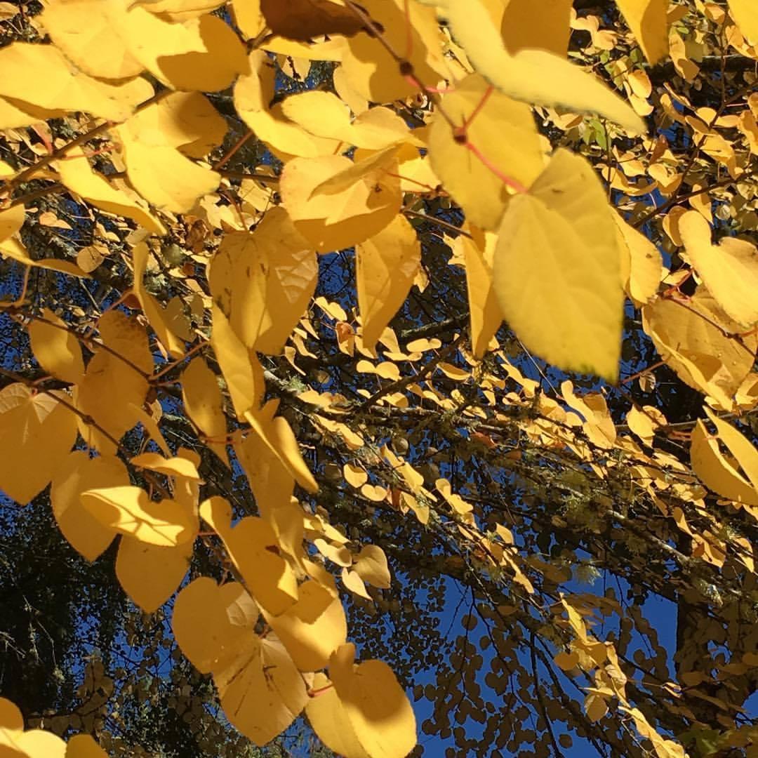 Yellow Katsura leaves on a tree