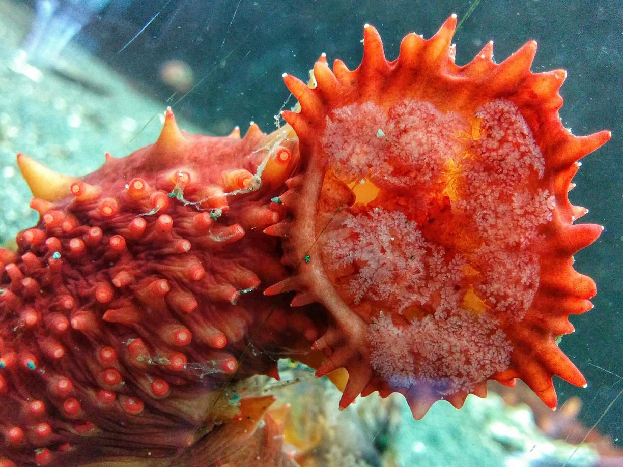 An orange sea cucumber in one of Deep Bay's touch tanks