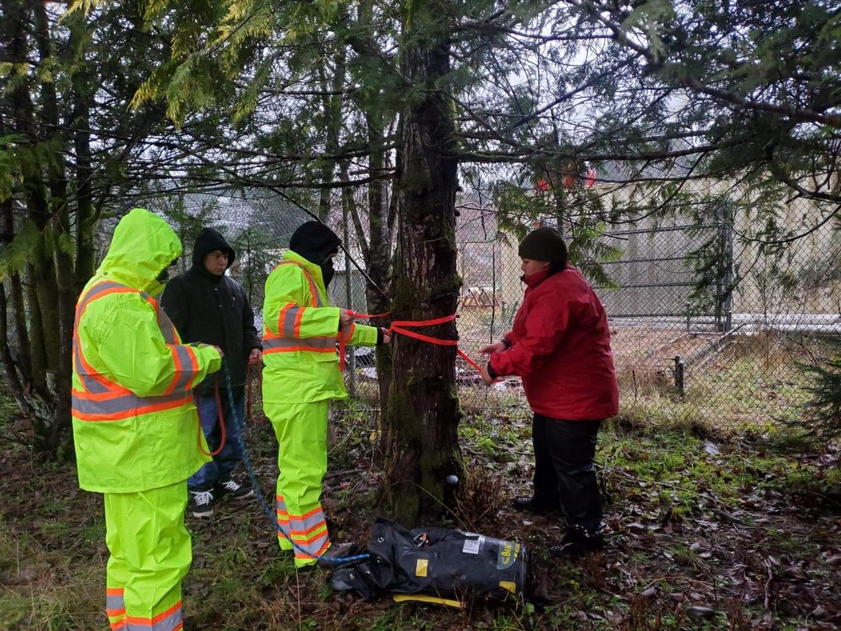 Measuring a tree