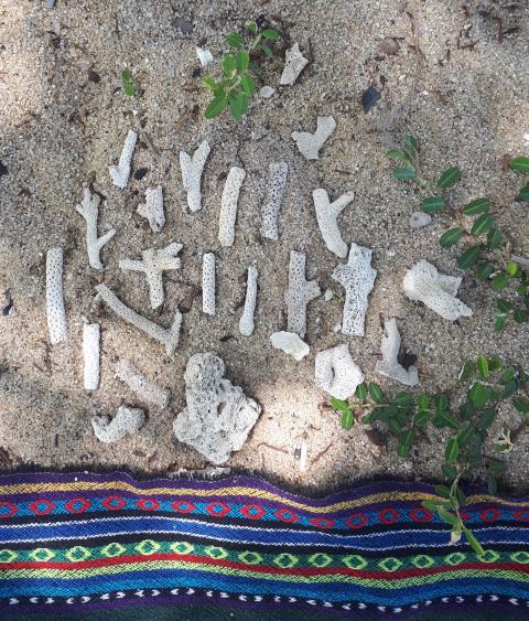 Coral Melanie collected spread out on the sand