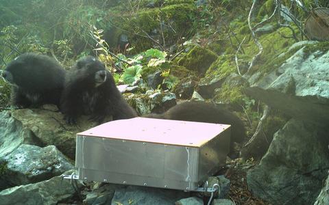 Two Vancouver Island marmots sitting on rocks beside a remote weigh scale in the wild