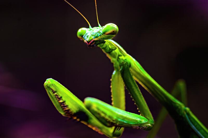 Praying mantis