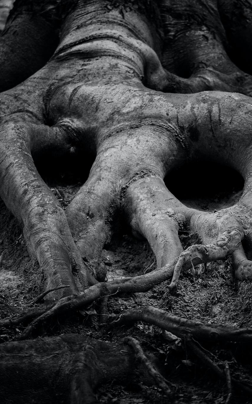 tree roots